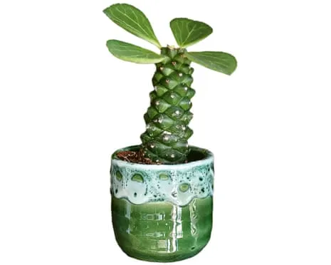 Can My Euphorbia Ever Grow Leaves Again?